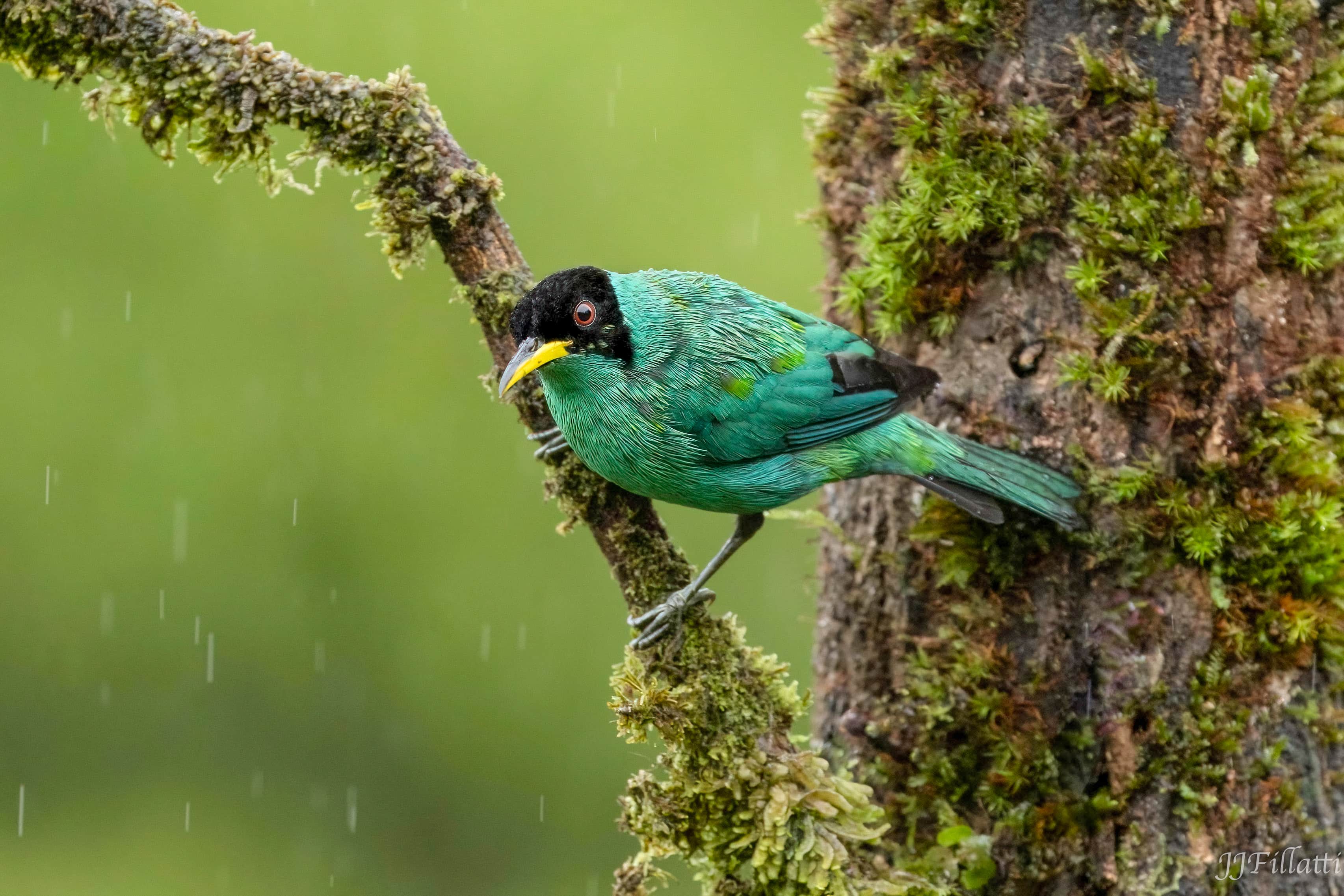 bird of Costa Rica image 9